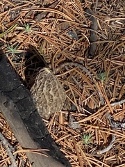 Morchella tomentosa