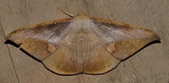 Oxydia mexicata