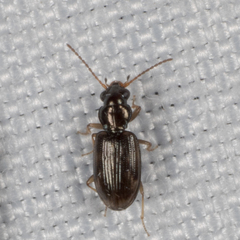 Bembidion