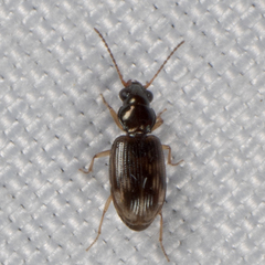 Bembidion