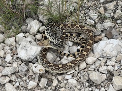 Pituophis catenifer affinis
