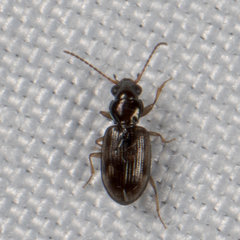 Bembidion