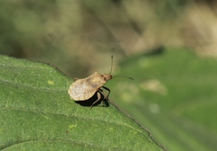 Aufeius impressicollis