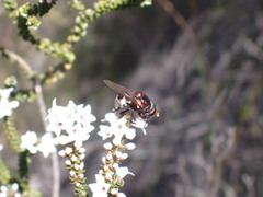 Cyphipelta rufocyanea