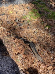Morchella tomentosa