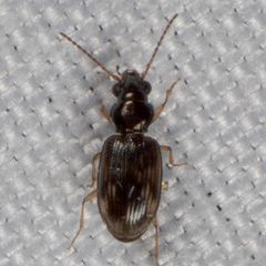 Bembidion