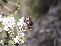 Cyphipelta rufocyanea