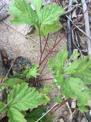 Rubus pubescens