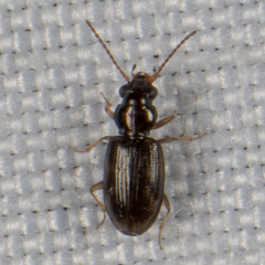 Bembidion