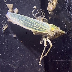 Draeculacephala inscripta