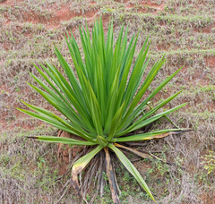 Agave