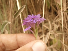 Verbenaceae