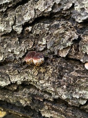 Ischnoderma resinosum