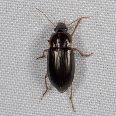 Notiobia