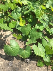 Vitis cinerea baileyana