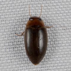 Copelatus chevrolati