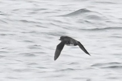 Ptychoramphus aleuticus