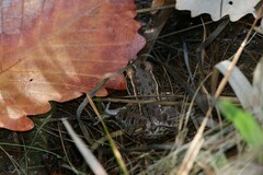 Lithobates