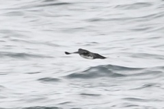 Ptychoramphus aleuticus