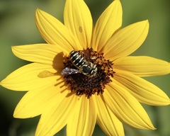 Anthidium maculifrons