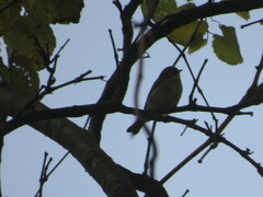 Setophaga coronata