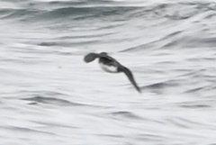 Ptychoramphus aleuticus