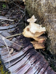 Crepidotus mollis