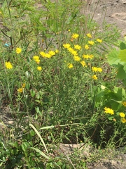 Heterotheca camporum glandulissima