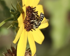 Anthidium maculifrons