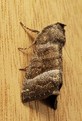 Papaipema nebris