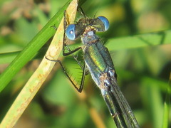 Lestes
