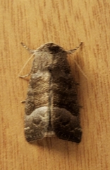 Papaipema nebris