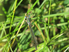 Lestes