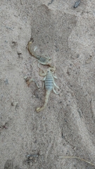 Paruroctonus utahensis