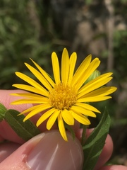 Heterotheca camporum glandulissima