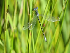 Lestes