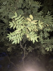 Carya illinoinensis