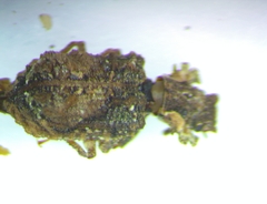 Zopheridae