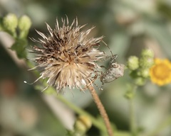 Hypselonotus punctiventris
