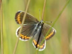 Plebejus