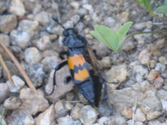Nicrophorus
