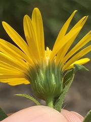 Heterotheca camporum glandulissima