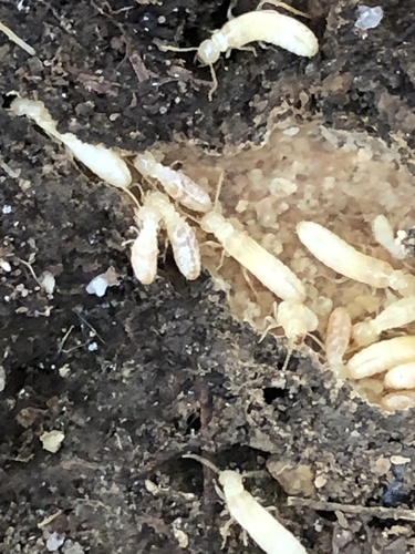 Eastern subterranean termite