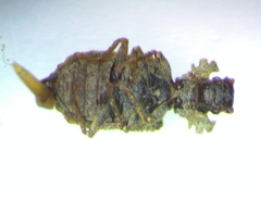 Zopheridae