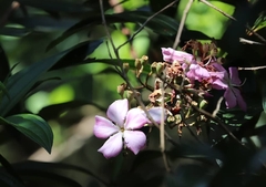 Tibouchina