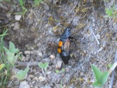 Nicrophorus