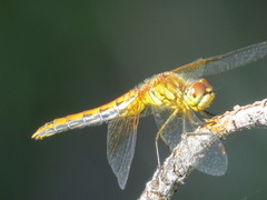 Sympetrum semicinctum