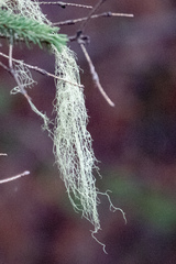 Usnea longissima