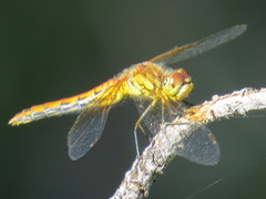 Sympetrum semicinctum