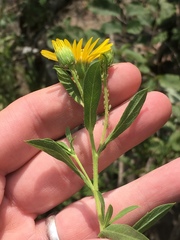 Heterotheca camporum glandulissima